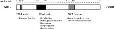 Nkx2.5: a crucial regulator of cardiac development, regeneration and diseases